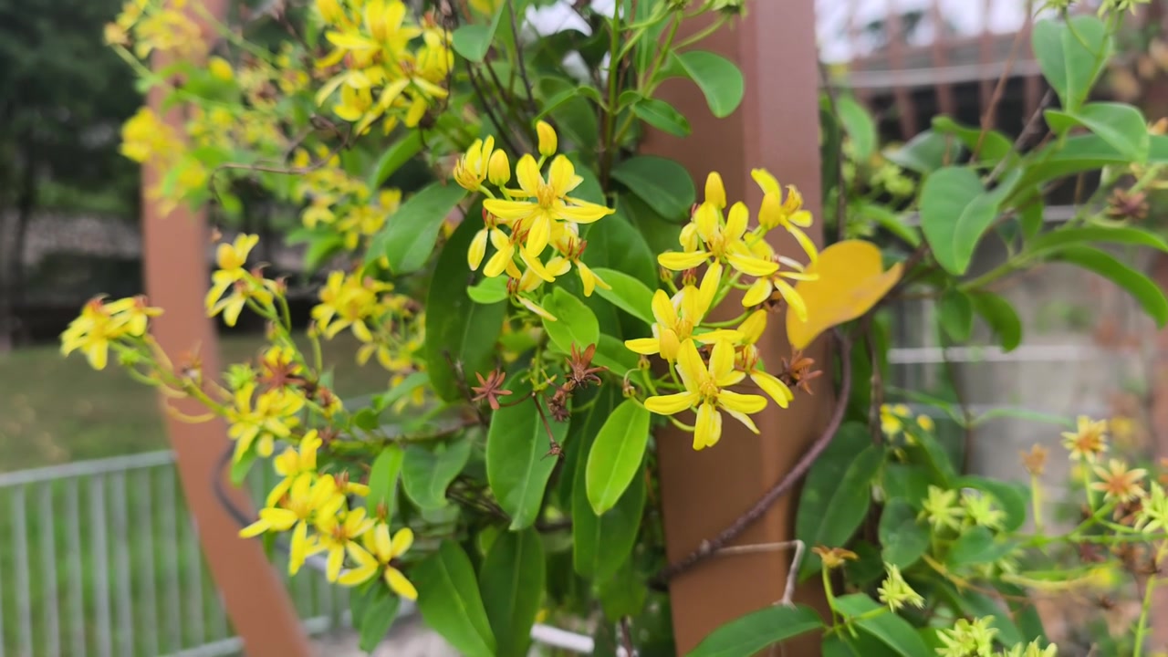 Beautiful Australia Gold Vine flowers thrive in a lush tropical climate. These bright yellow blossoms climb gracefully under the warm sun. They add a vibrant touch to the green landscape.
