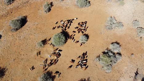 Karoo-Bauerin-Von-Oben,-Die-Rinder-Füttert,-Um-Die-Ernährung-Während-Der-Dürre-Zu-Unterstützen