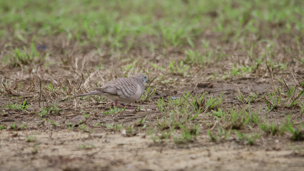 вблизи, мирный голубь, ковыряющий землю в поисках пищи среди травы, таунсвилл, квинсленд, австралия