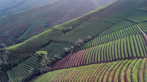 Panyaweuyan-plantation