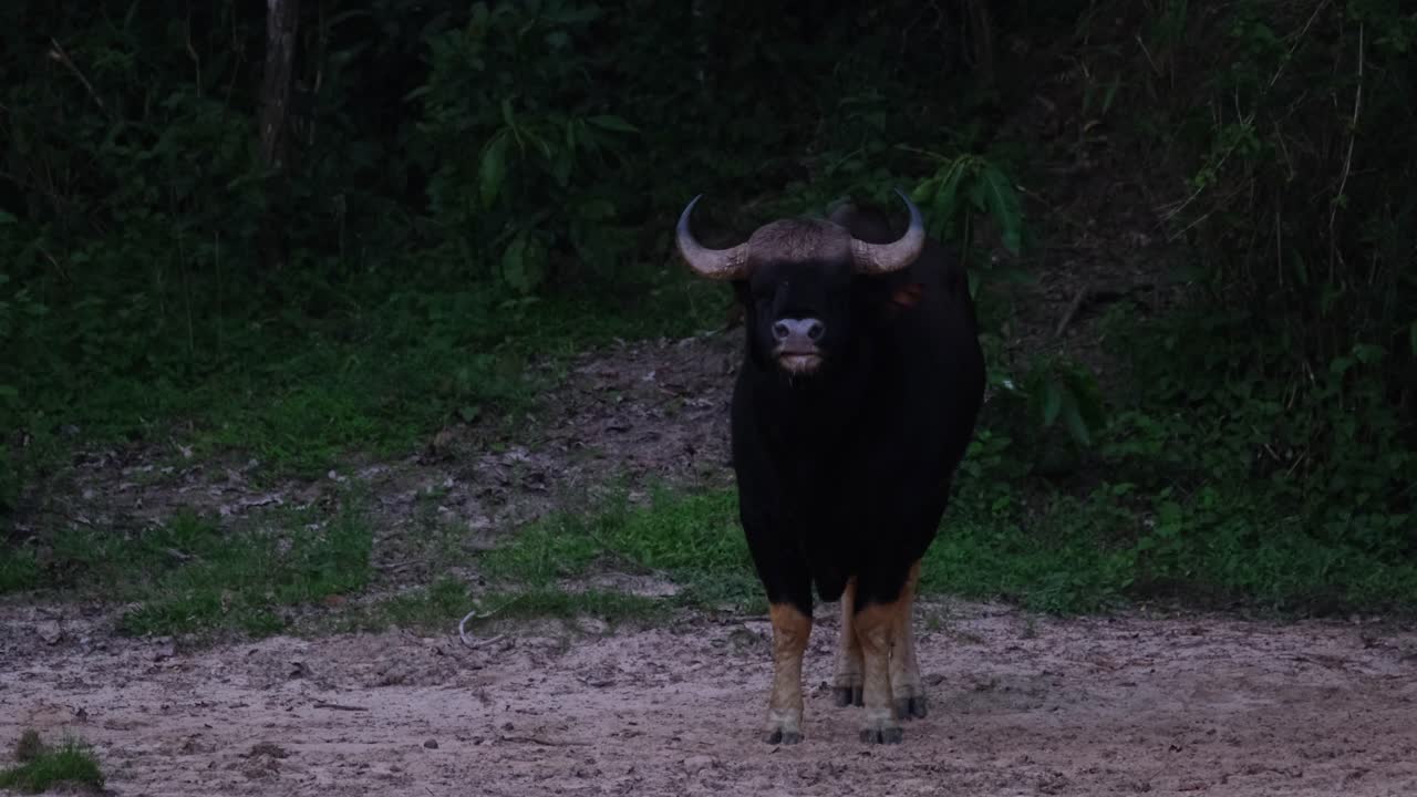 mirando directamente hacia la cámara mientras balancea su cola y luego se agachó para lamer algunos minerales justo antes del anochecer, bisonte indio bos gaurus, tailandia