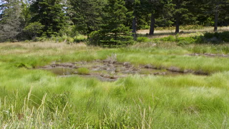 view from a new england area beach of saltwater marsh area and pine forest in the distance