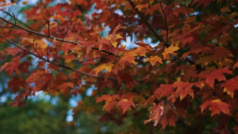 Maple tree autumn leaves