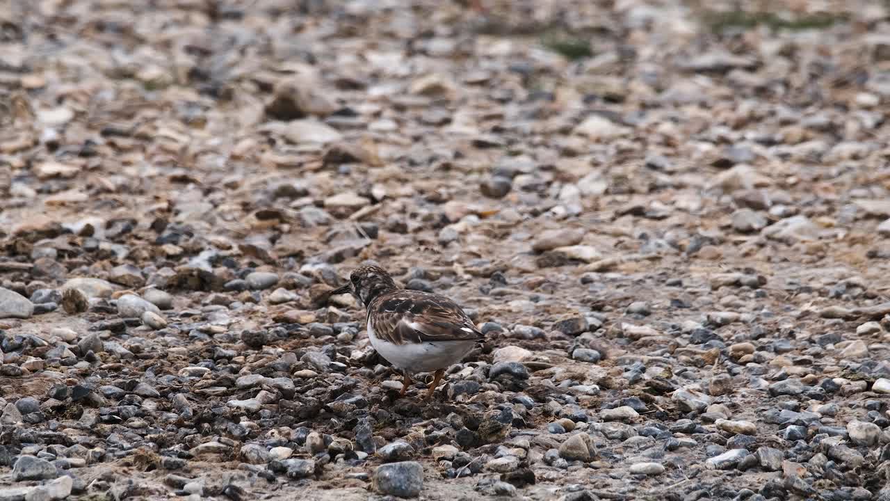 스토니 비치 (stoney beach) 에 있는 턴스톤 워딩 버드 (turnstone wading bird) 는 스로우 모션 (slow motion) 로 영상을 촬영하는 스페이스 코피 (space feeding) 이다.