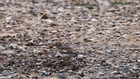 Steinwälzer-Watender-Vogel-Am-Steinigen-Strand,-Kopienraum,-Der-Zeitlupe-In-Norfolk,-Großbritannien,-Füttert