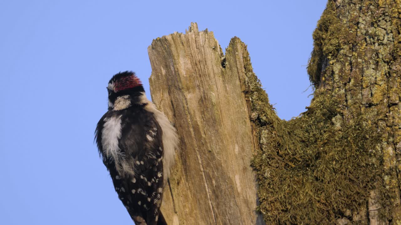 Pileated Woodpecker bird perched on edge looking around pecking wood bark tall tree blue sky summer day extreme close up shot slow motion