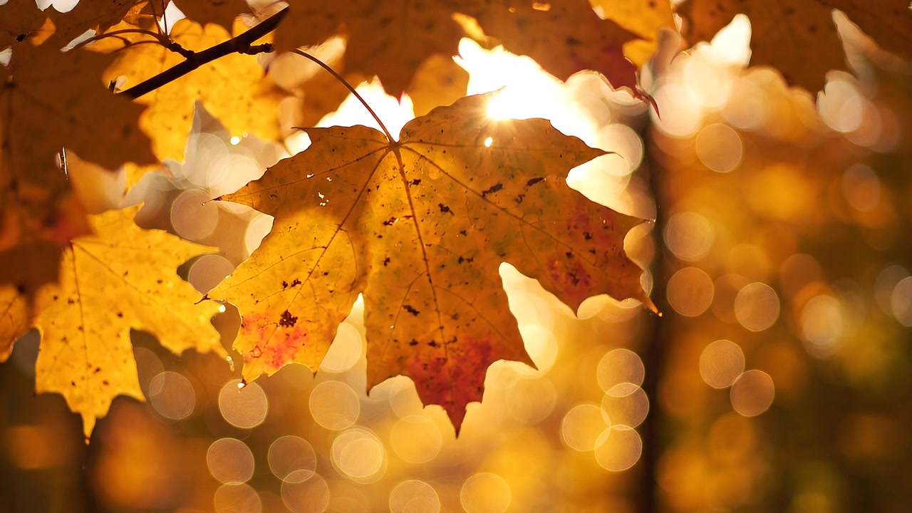 Golden Autumn Maple Leaf with Sunlight and Bokeh Background