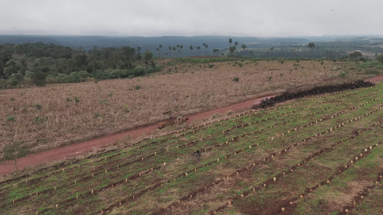 구름이 많은 날 에 예르바 마테 들판  에 있는 길 에 있는 황소 마차
