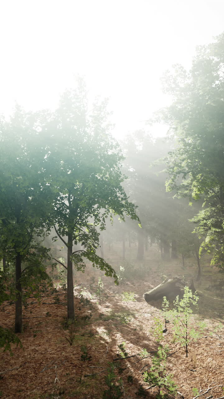 안개 숲의 아침