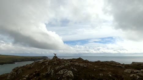 Sea-gull-lifting-off-to-soar-across-the-ocean