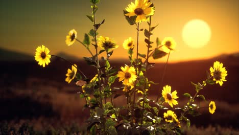 flores silvestres en las colinas al atardecer