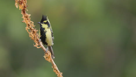 yellow black colored indian tit looking around from a perch with a amazing crest jumps down