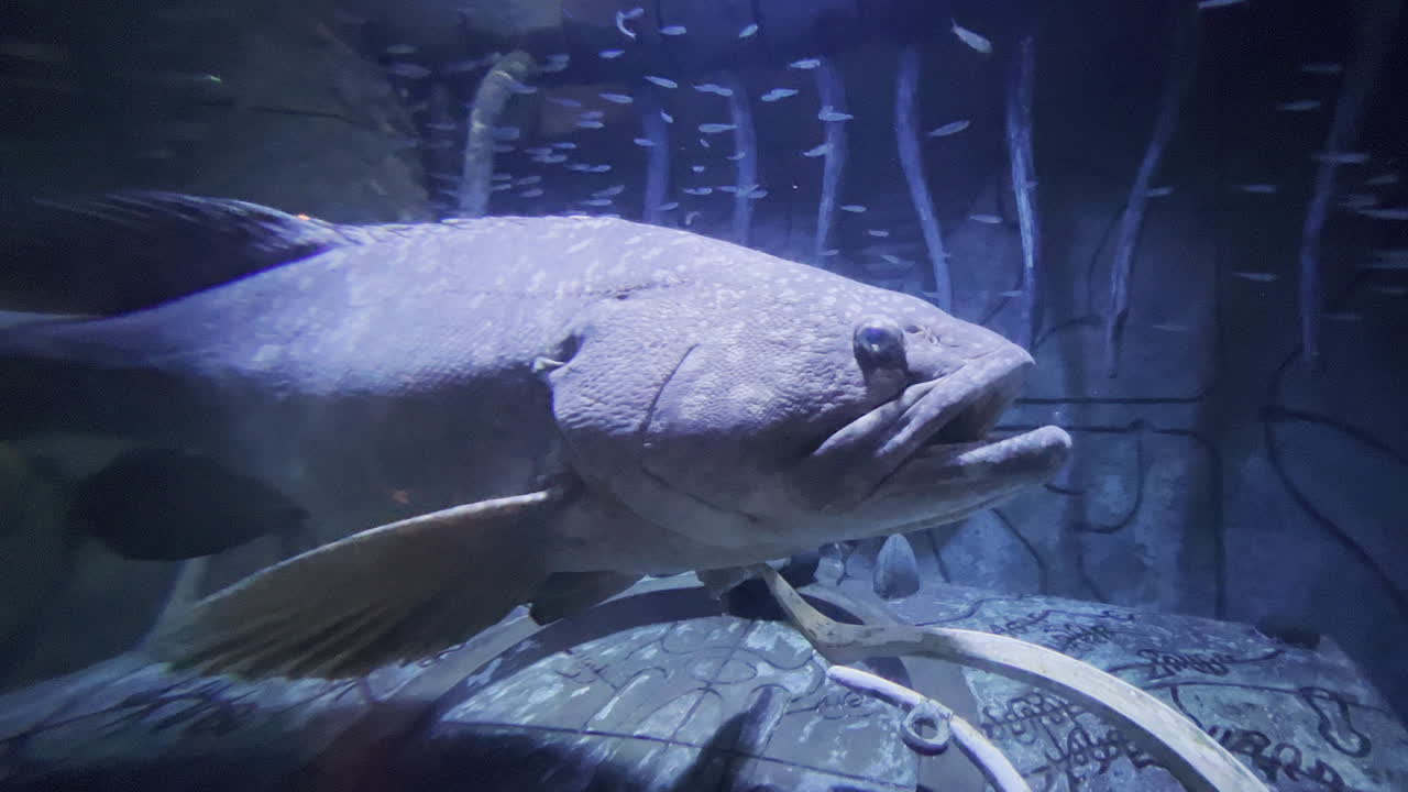 작은 물고기에 둘러싸인 고대의 오래된 물고기 수영