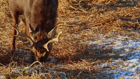 Wild-deer-winter-eating-sunlight-park-â€“-Close-up-â€“-4K-Ultra-HD-UHD