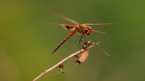 dragonfly waiting for pray ...