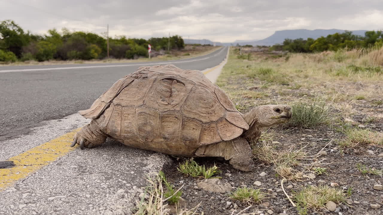 Uma grande tartaruga-leopardo está atravessando a estrada no Karoo, África do Sul