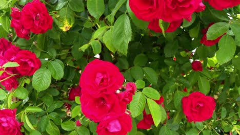 Roter-Rosenstrauch-In-Zeitlupe-Mit-Einer-Hummel,-Die-Aus-Einer-Rosenblüte-Kriecht,-Um-Davonzufliegen,-Zwei-Szenen