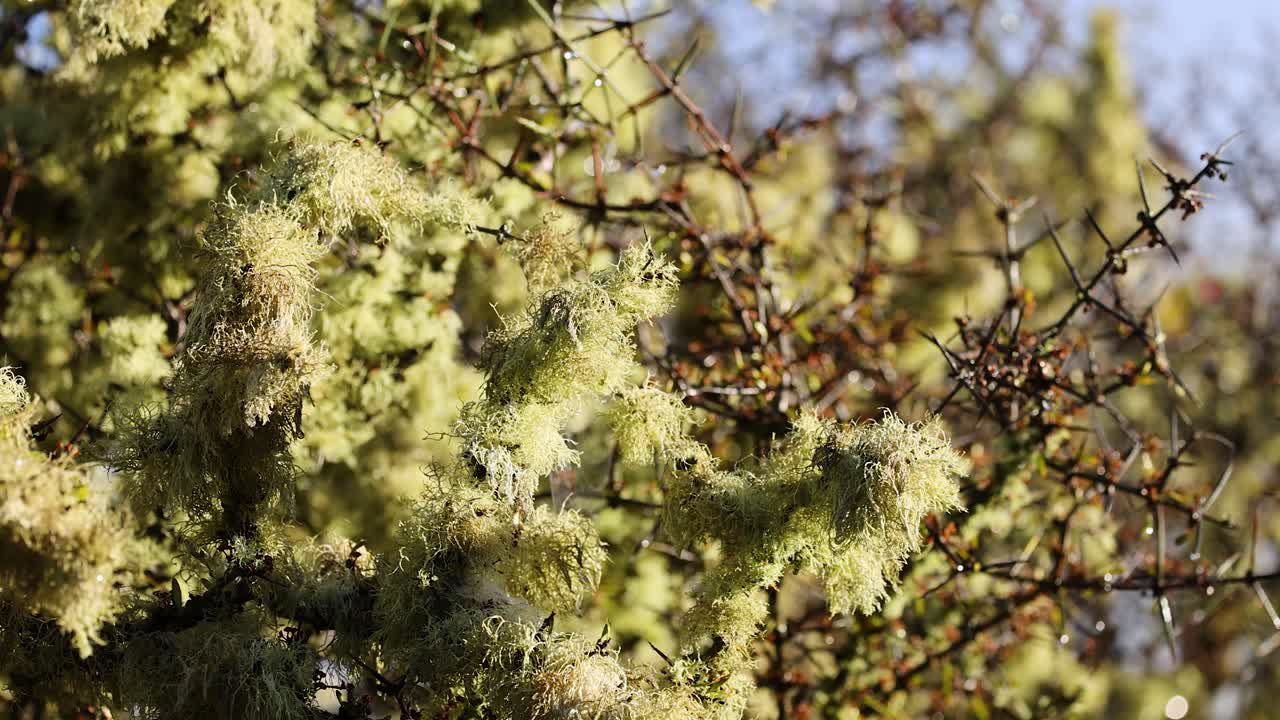 Close-up of Matagouri tree branches gently moving in natural daylight, with sharp thorns and lichen visible against a softly blurred background