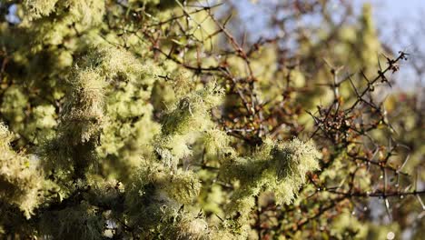 close-up of matagouri tree branches gently moving in natural daylight, with sharp thorns and lichen visible against a softly blurred background