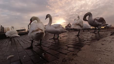 Geese-gathered-on-canal-channel-waterway-at-early-morning-sunrise