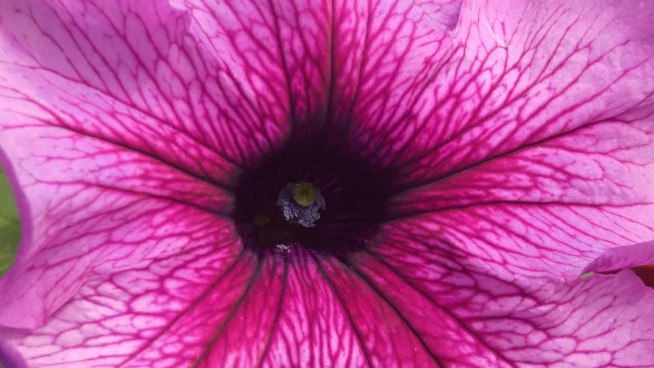 A close up of a pink common garden petunia. Bright and colorful flower petals.