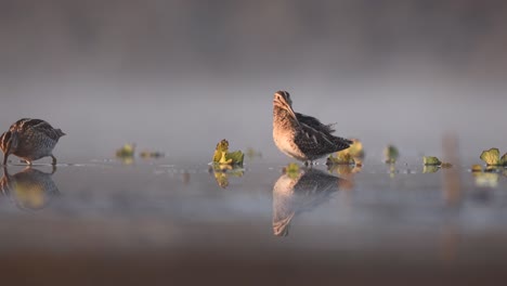 common snipe in the search for food in the shallow water, gallinago gallinago