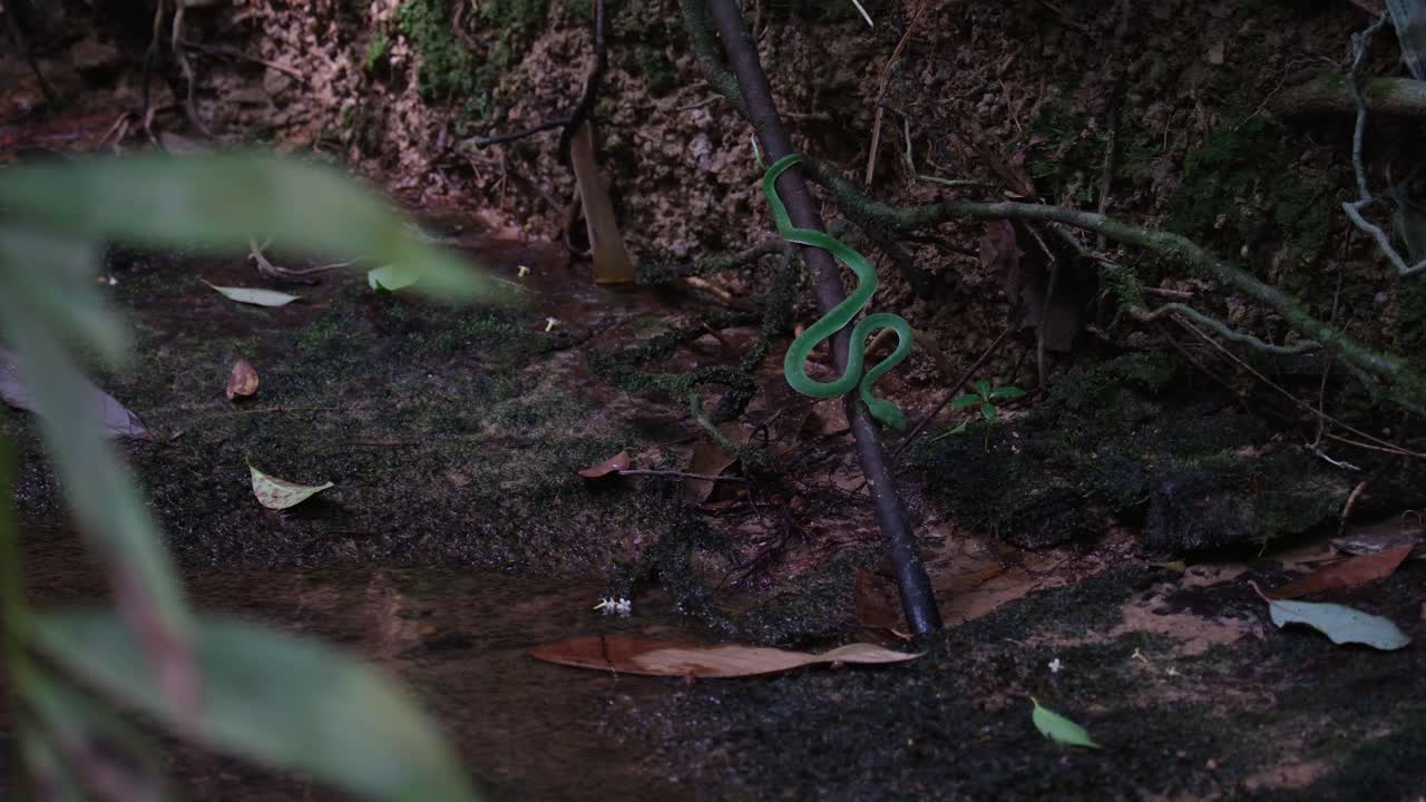 Seen from a distance with its habitat at a stream waiting for its prey, Vogel's Pit Viper Trimeresurus vogeli, Thailand