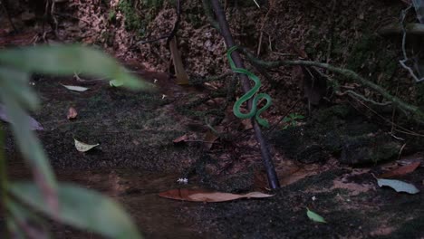 visto desde la distancia con su hábitat en un arroyo esperando a su presa, la víbora de pozo de vogel trimeresurus vogeli, tailandia