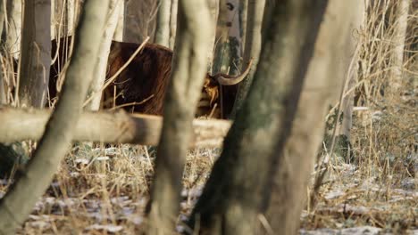 highland cow with big horns grazing in forest trees in winter snow