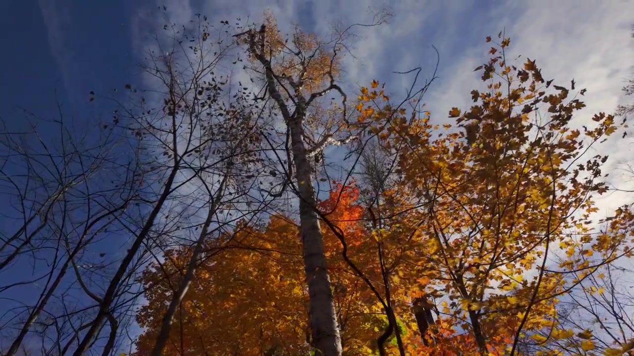 Autumn sunlight shines through orange and yellow leaves in Mount Royal Park, creating a warm glow