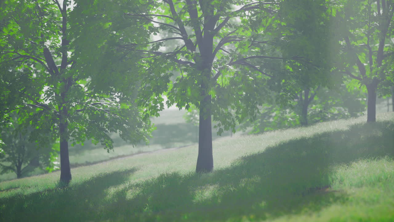 Serene morning in a lush green forest with vibrant trees and soft light