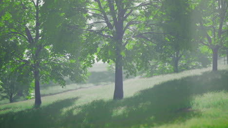 serene morning in a lush green forest with vibrant trees and soft light