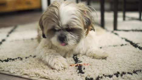 boomer dog sitting on living room rug chewing on chew toy, close up