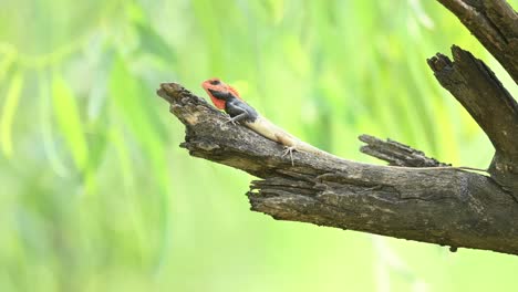 lagarto de jardín en el árbol en busca de comida