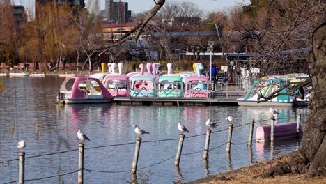 colorful pedal boats floating on calm water