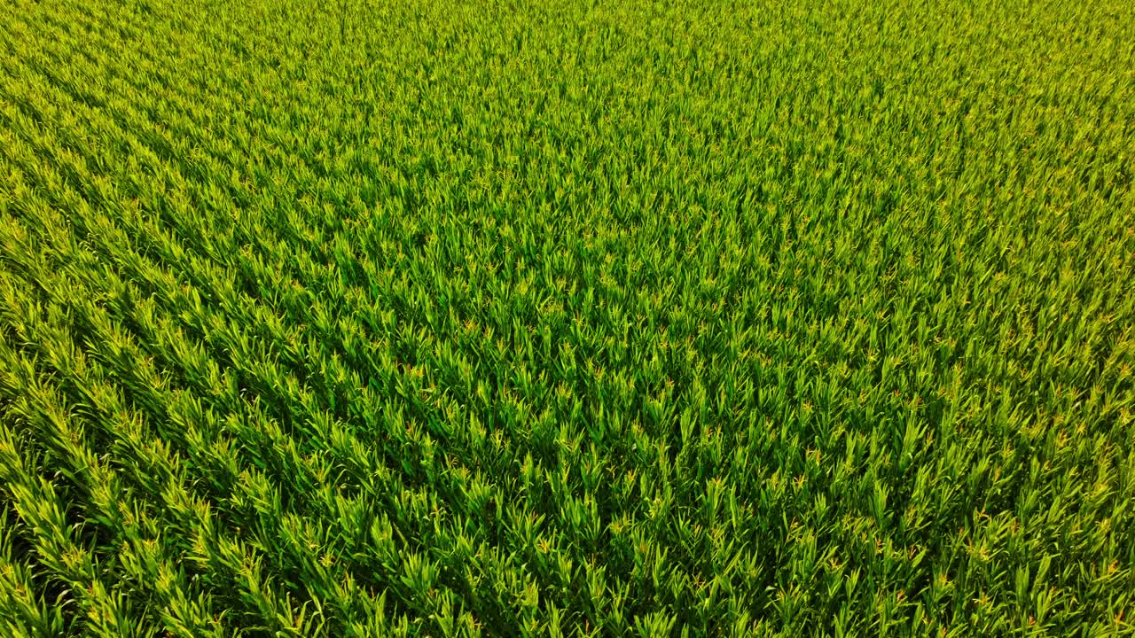 Cinematic drone flight above vibrant cornfield glowing in warm summer light