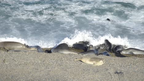 Slow-motion-shot-of-elephant-seals-enjoying-crashing-waves,-cooling-on-the-shore-during-beautiful-weather