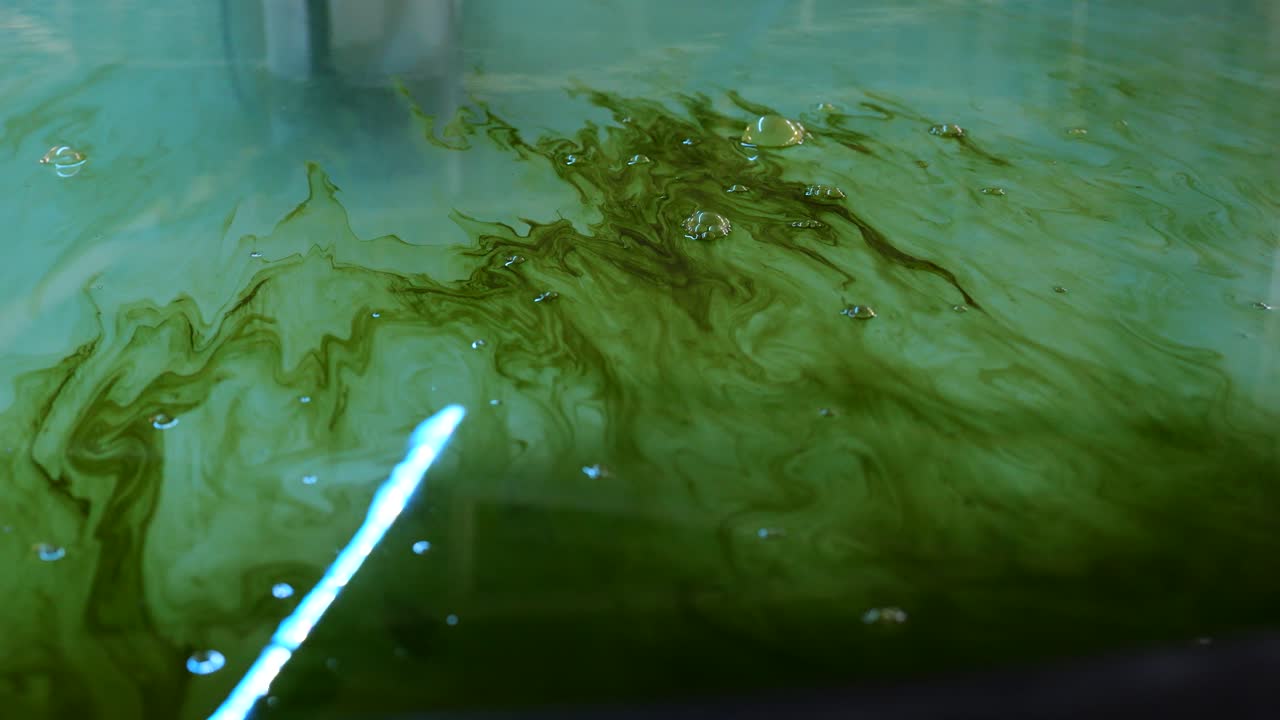 Green weed in water tank. Zebra fish food in aqua farming facility