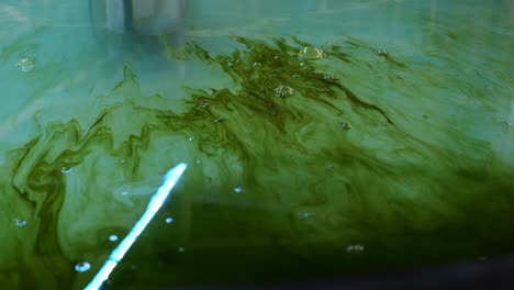 green weed in water tank. zebra fish food in aqua farming facility