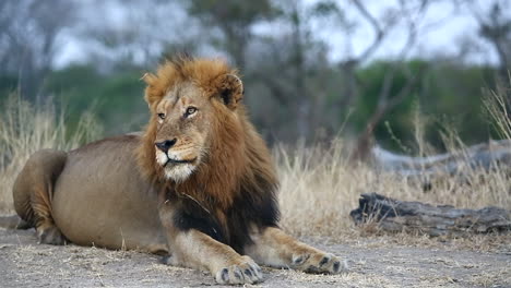 Majestic-Male-Lion-Resting-and-Observing-Surroundings