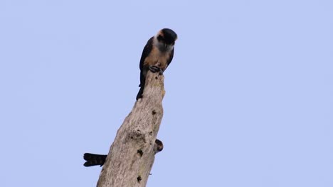 the black-thighed falconet is one of the smallest birds of prey found in the forests in some countries in asia