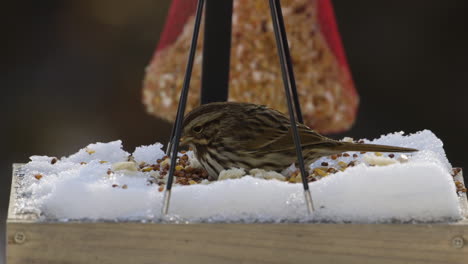 Brown-house-sparrow-eating-from-a-snow-covered-bird-feeder-during-Winter-in-Maine