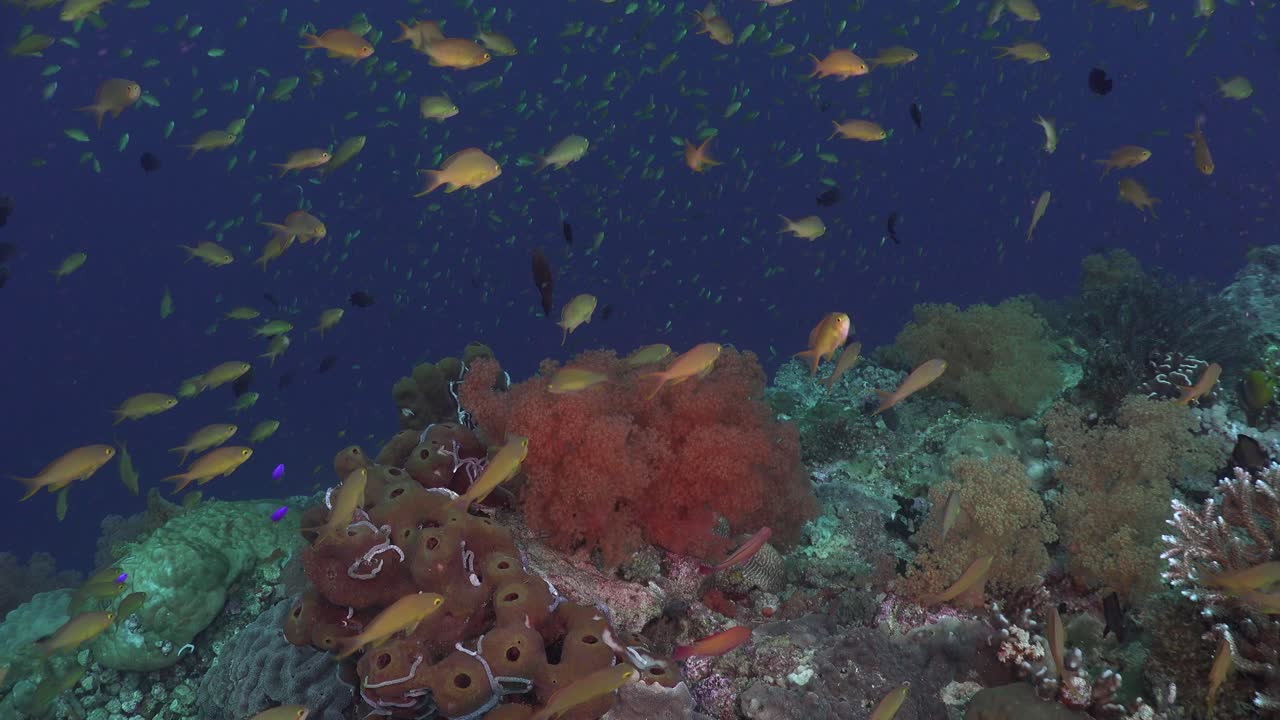 Colorful coral reef with reef fishes and soft corals.