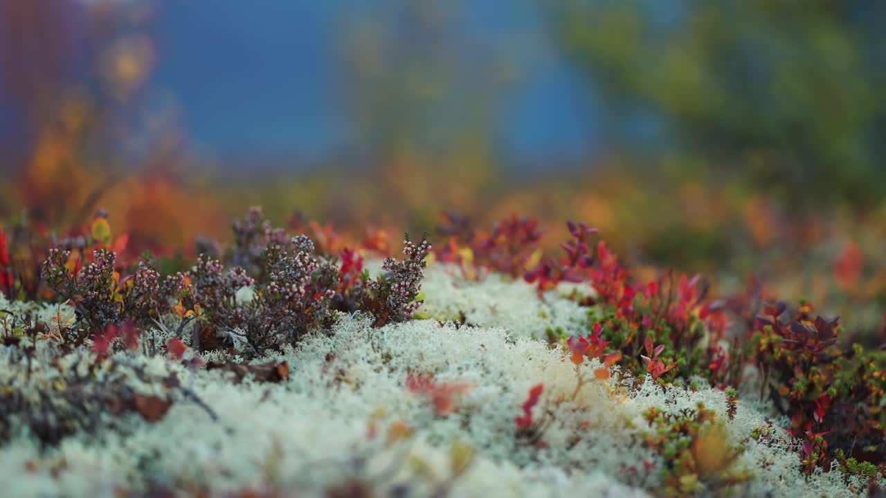 arbustos de arándanos y brezo de colores brillantes en el liquen pálido y esponjoso