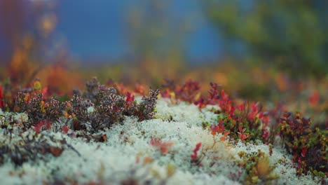 bright-colored blueberry and heather shrubs on the pale fluffy lichen