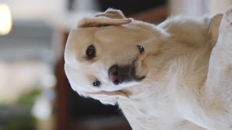 golden retriever portrait