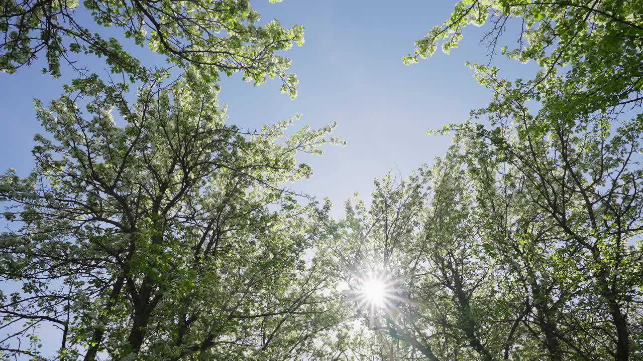 View looking up through green tree canopy toward bright blue sky. Sunlight filters through fresh leaves creating natural patterns. Shot captures peaceful forest atmosphere