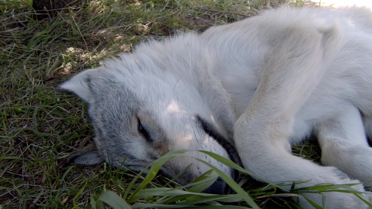 A grey wolf named Koa.