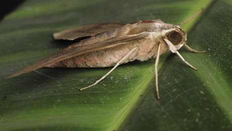 theretra latreillii rested on green leaf