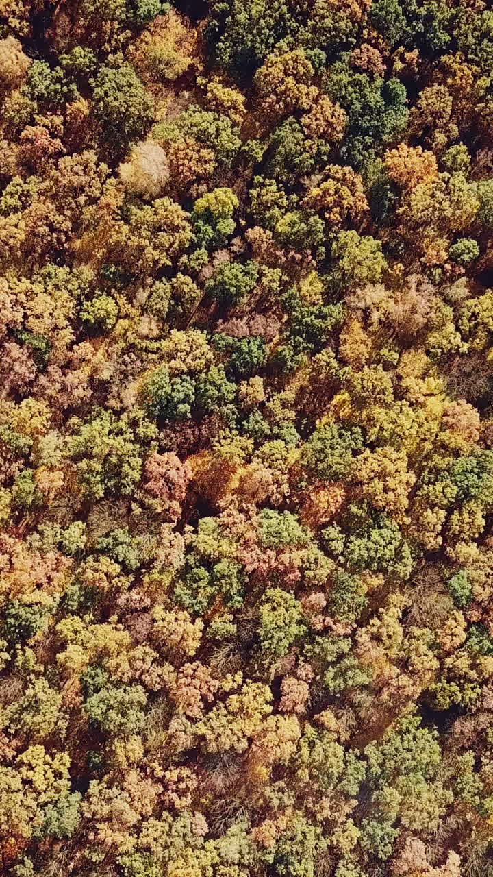 scenic landscape of the yellow trees of the forest from aerial view. Camera motion around. Vertical video